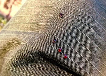 В Амурской области обнаружены первые клещи