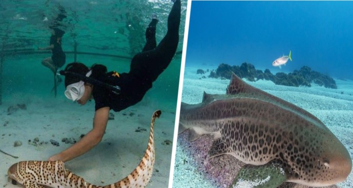 В Таиланде выпустили в море 4 леопардовые акулы: туристов призвали их не беспокоить