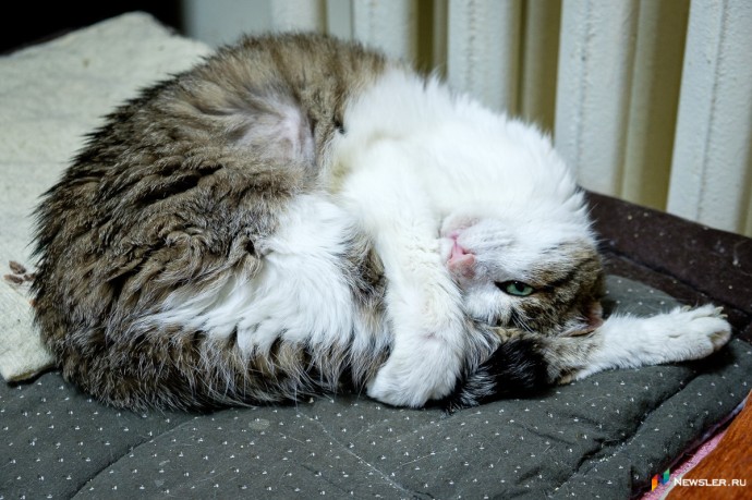 Кировчане собрали 140 килограммов корма для бездомных животных Кировчане собрали 140 килограммов корма для бездомных животных