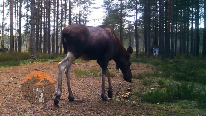 Павел Глазков рассказал, зачем лоси едят мухоморы