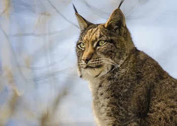 Рысь заметили на территории турбазы в Приамурье Рысь заметили на территории турбазы в Приамурье