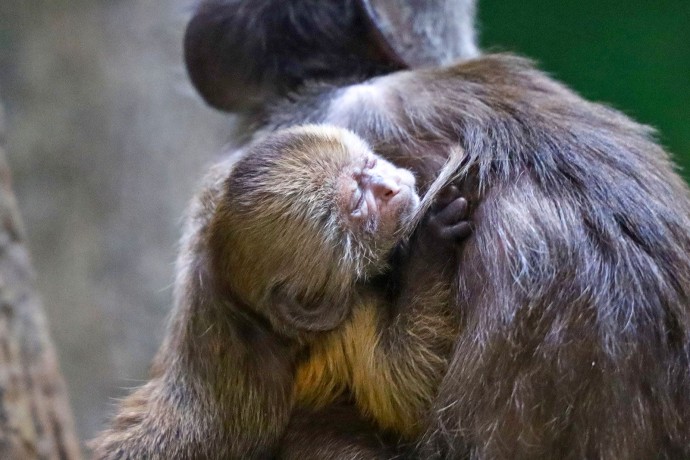 Жители столицы выбрали имя для детеныша редкого капуцина-плаксы