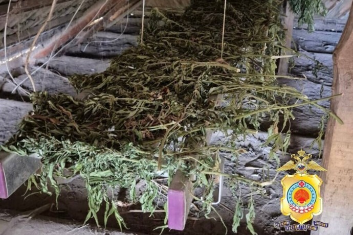 Жителю Лаганского района грозит уголовное наказание за выращивание конопли Жителю Лаганского района грозит уголовное наказание за выращивание конопли