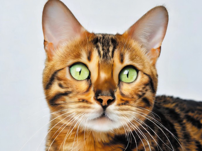 Корм Blitz. Нам не стыдно смотреть в глаза нашим кошкам Корм Blitz. Нам не стыдно смотреть в глаза нашим кошкам