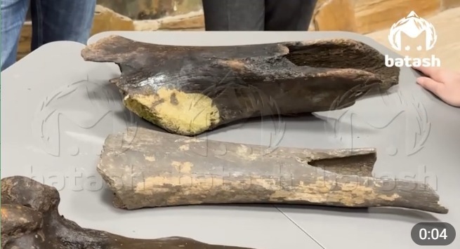 В Башкирии рыбак нашёл кости мамонта и древнего носорога В Башкирии рыбак нашёл кости мамонта и древнего носорога