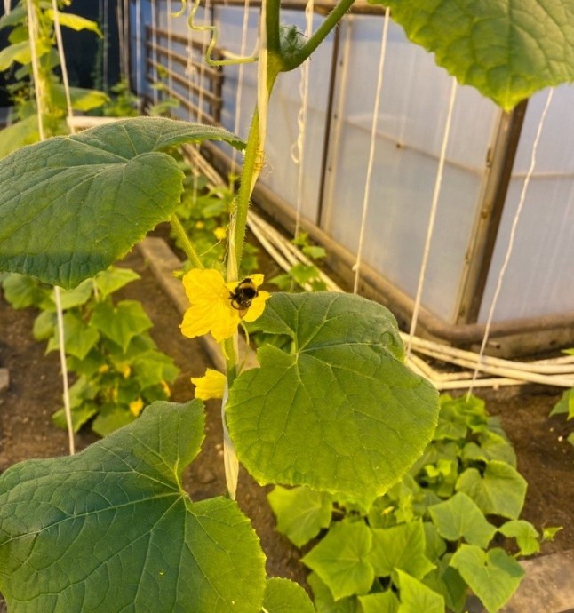Овощеводы Миасса выращивают гибридные огурцы с помощью шмелей из Башкирии Овощеводы Миасса выращивают гибридные огурцы с помощью шмелей из Башкирии