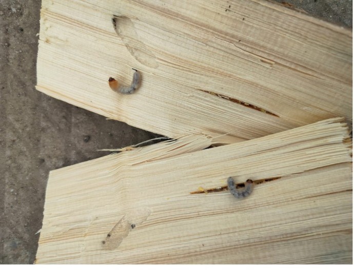 Лесопродукцию с черным усачом не пустили из Кирова в Марий Эл Лесопродукцию с черным усачом не пустили из Кирова в Марий Эл