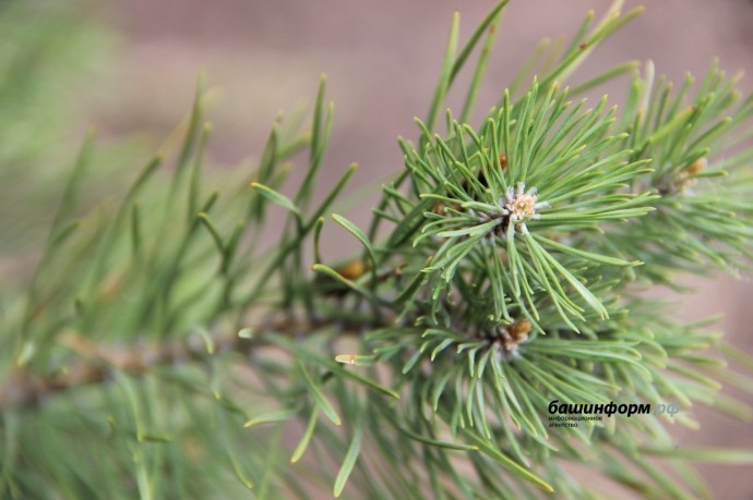 В Башкирии построят крупный тепличный комплекс для лесных сеянцев