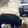 Министр Дмитрий Ярцев снял на видео встречу с кабанами