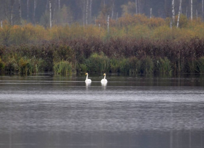 Двух краснокнижных лебедей-кликунов заметили в нацпарке «Лосиный остров» Двух краснокнижных лебедей-кликунов заметили в нацпарке «Лосиный остров»