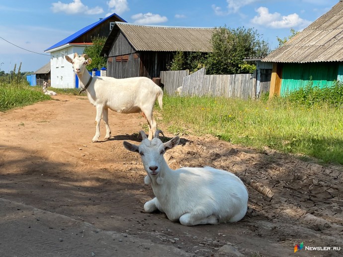 В Слободском районе выявили нарушения при содержании овец и коз В Слободском районе выявили нарушения при содержании овец и коз