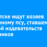 В Иркутске ищут хозяев бездомному псу, ставшему жертвой издевательств школьников