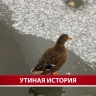Поселившаяся в южно-сахалинской реке утка отказалась спасаться