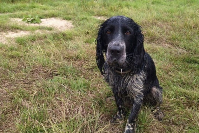 Костромичей будут штрафовать за нарушение правил выгула собак Костромичей будут штрафовать за нарушение правил выгула собак