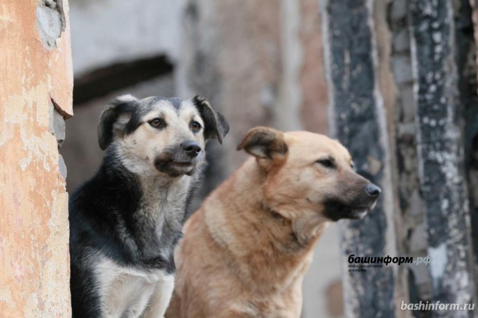 В деревне в одном из районов Башкирии ввели карантин по бешенству В деревне в одном из районов Башкирии ввели карантин по бешенству