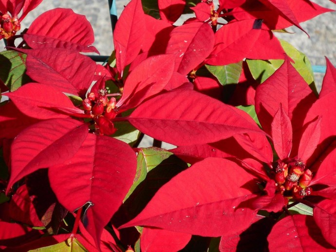 Кофейную гущу можно использовать для подкормки пуансеттии раз в месяц — Actualno