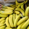 В Роспотребнадзоре рассказали, почему нужно мыть бананы перед едой