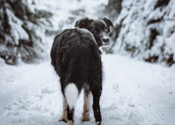 Понедельник встретит амурчан небольшим снегом Понедельник встретит амурчан небольшим снегом