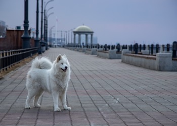 В Приамурье вновь ожидается сильный ветер
