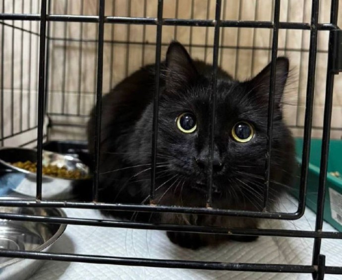 Измученный ребенком кот из Владивостока нашёл убежище: животное передали в приют