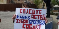 В Астраханской области семилетнего мальчика покусали бездомные собаки