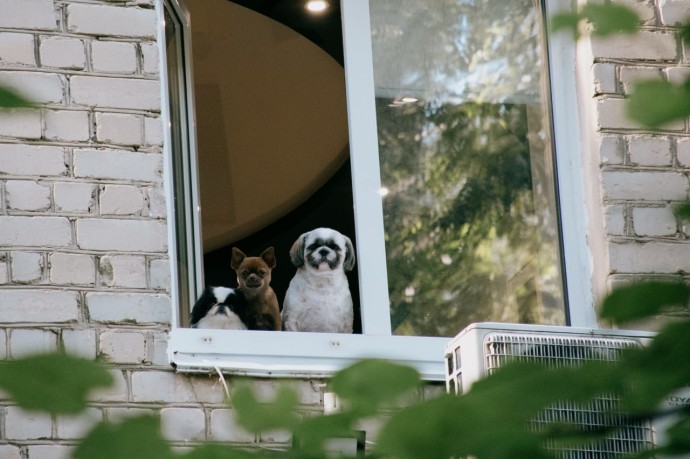 Питомцев — на учет: в Пензенской области могут ввести обязательную регистрацию животных Питомцев — на учет: в Пензенской области могут ввести обязательную регистрацию животных