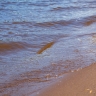 Владельцу участка на Сандаловке не удалось оспорить водоохранную зону