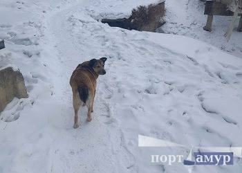Более 200 бездомных собак отловили в Благовещенке с начала года