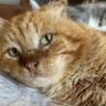 Умер дагестанский кот Хатико