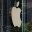 Apple удалила приложение по отслеживанию агентов ICE из App Store