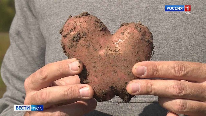 «Мы в Тульской области производим почти столько картофеля, сколько вся республика Беларусь»: губернатор наградил аграриев