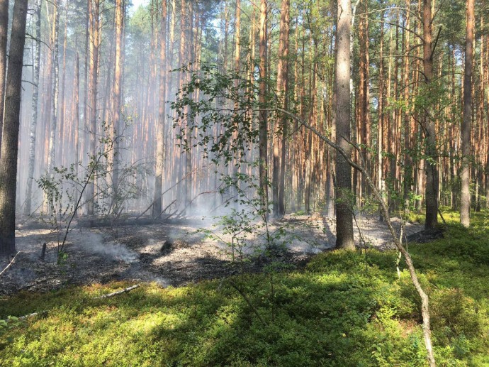 В Ярославской области обеспечена готовность сил и средств к началу пожароопасного сезона