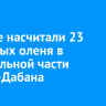Ученые насчитали 23 северных оленя в центральной части Хамар-Дабана