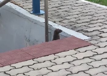 В Приамурье на Бурейской ГЭС заметили норку