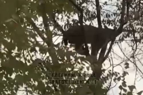 Соцсети: в Благовещенске собаки загнали на дерево рысь