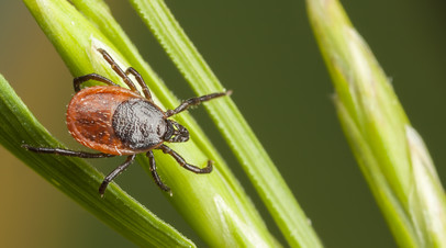 Биолог Удавлиев: в России фиксируется второй период сезонной активности клещей Биолог Удавлиев: в России фиксируется второй период сезонной активности клещей