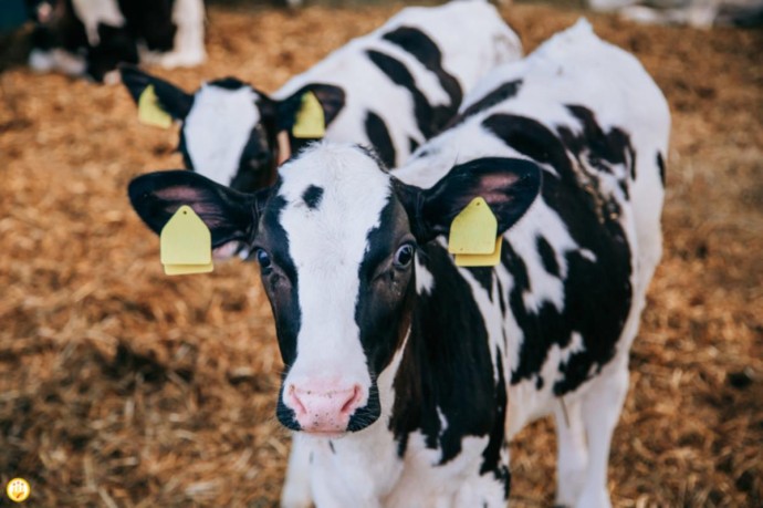 Минсельхоз Чувашии планирует субсидировать развитие племенного животноводства в республике Минсельхоз Чувашии планирует субсидировать развитие племенного животноводства в республике