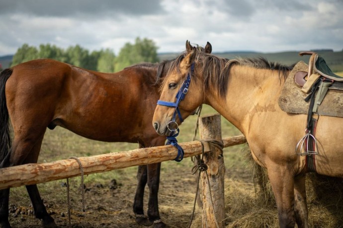 Два проекта из Башкирии выиграли гранты «Агротуризм»