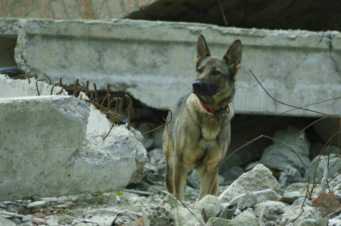 Список опасных пород собак хотят расширить