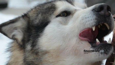 Бешеная собака напугала жителей Чернухи в Нижегородской области