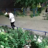 Цветочные вандалы нарвали гортензий на чужих клумбах в Благовещенске