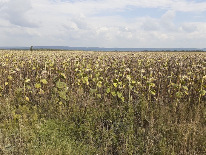 В Башкирии дожди помешали уборке урожая В Башкирии дожди помешали уборке урожая