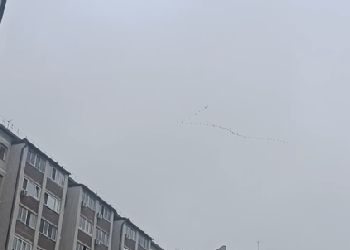 Стаю гусей сняли в небе над Благовещенском