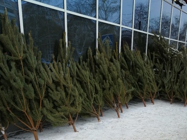 Елочные базары работают на 44 площадках в Саранске