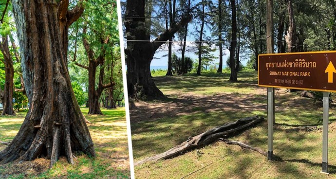 Как развлечься на Пхукете кроме моря: Дыхание природы в Национальном парке Сиринат Как развлечься на Пхукете кроме моря: Дыхание природы в Национальном парке Сиринат