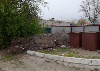 Амурчанам запретят выбрасывать ветви деревьев на контейнерных площадках