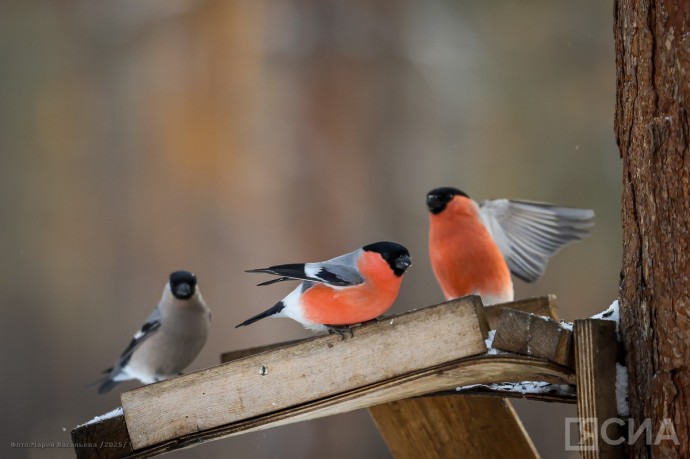 В Якутске потеплеет! Прогнозируют повышение температуры на 7 градусов В Якутске потеплеет! Прогнозируют повышение температуры на 7 градусов