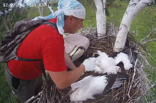 Амурские орнитологи навестили гнездо аистов, где погиб птенец