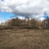 Костромская область начала поставлять в Африку березки