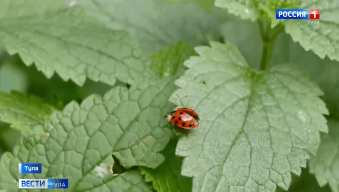 Почему в тульских домах стали чаще замечать божьих коровок? Объяснил методист Тульского экзотариума